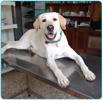 Dog Laying on Examining Table in Cockeysville, MD