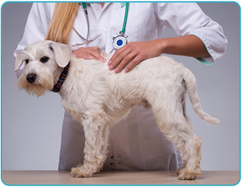 Veterinarian Giving Dog an Exam in Cockeysville, MD